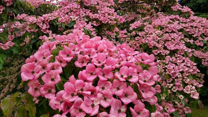 Cornus kousa rosea 5