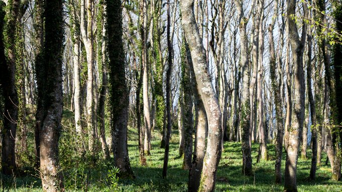 Woodland - stock shot Argyll