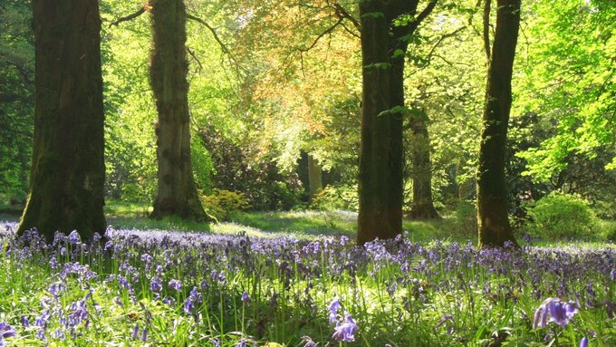 Bluebells