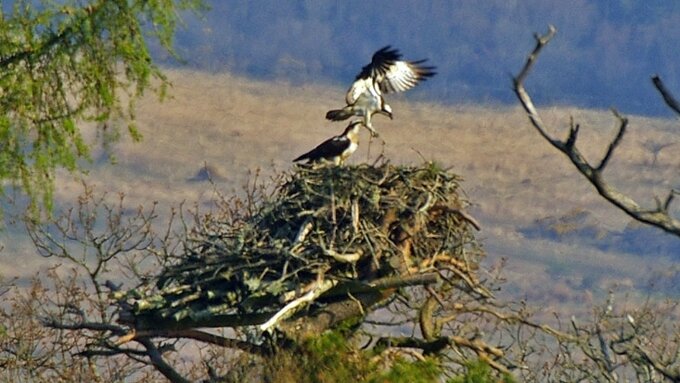 Ospreys at the nest 2 C Billy Shields